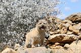 CAIRN TERRIER 111